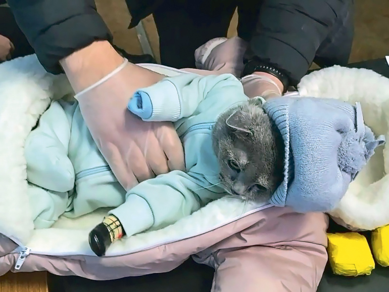 Малыш с кошачьими глазами