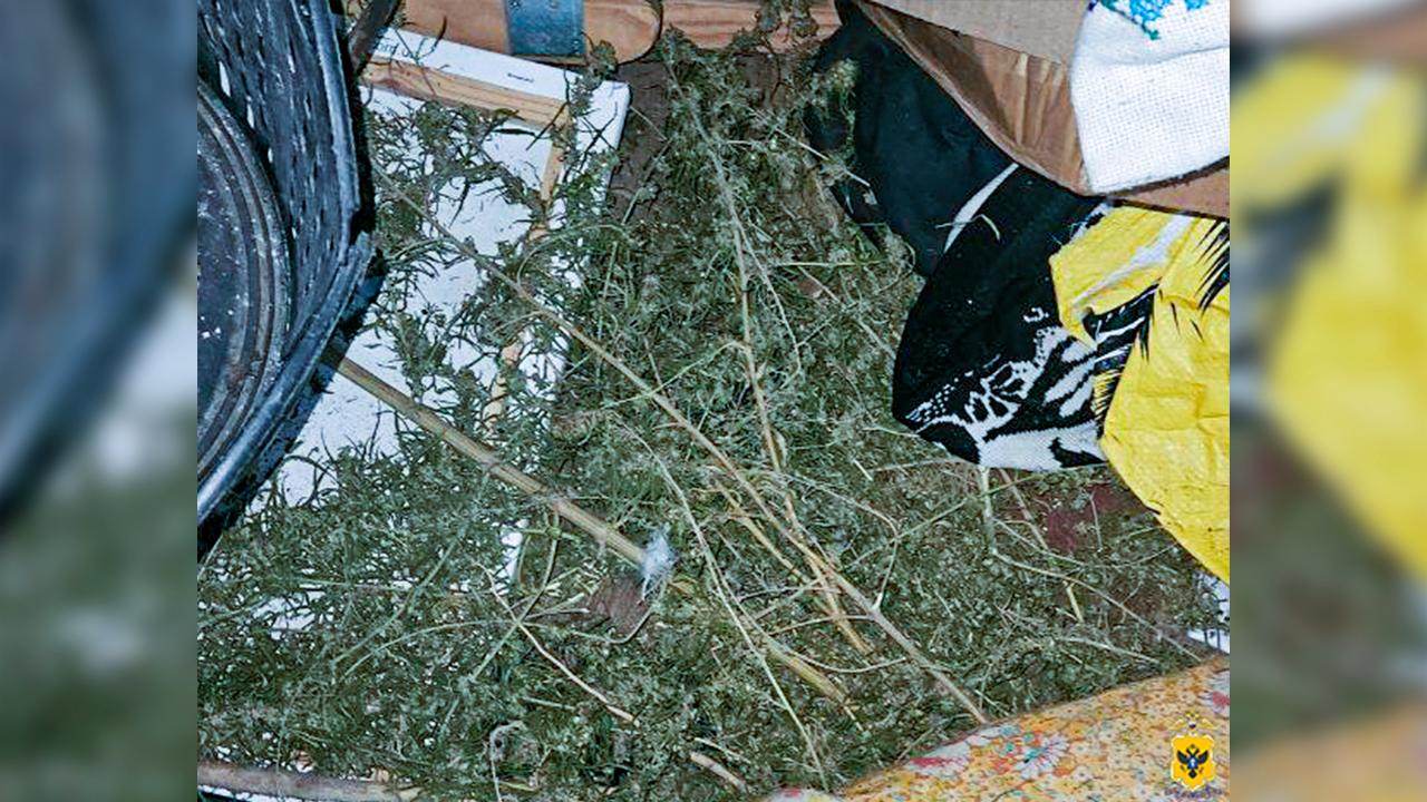 В Херсонской области полиция проводит проверку по факту хранения местным жителем «дурман-травы»