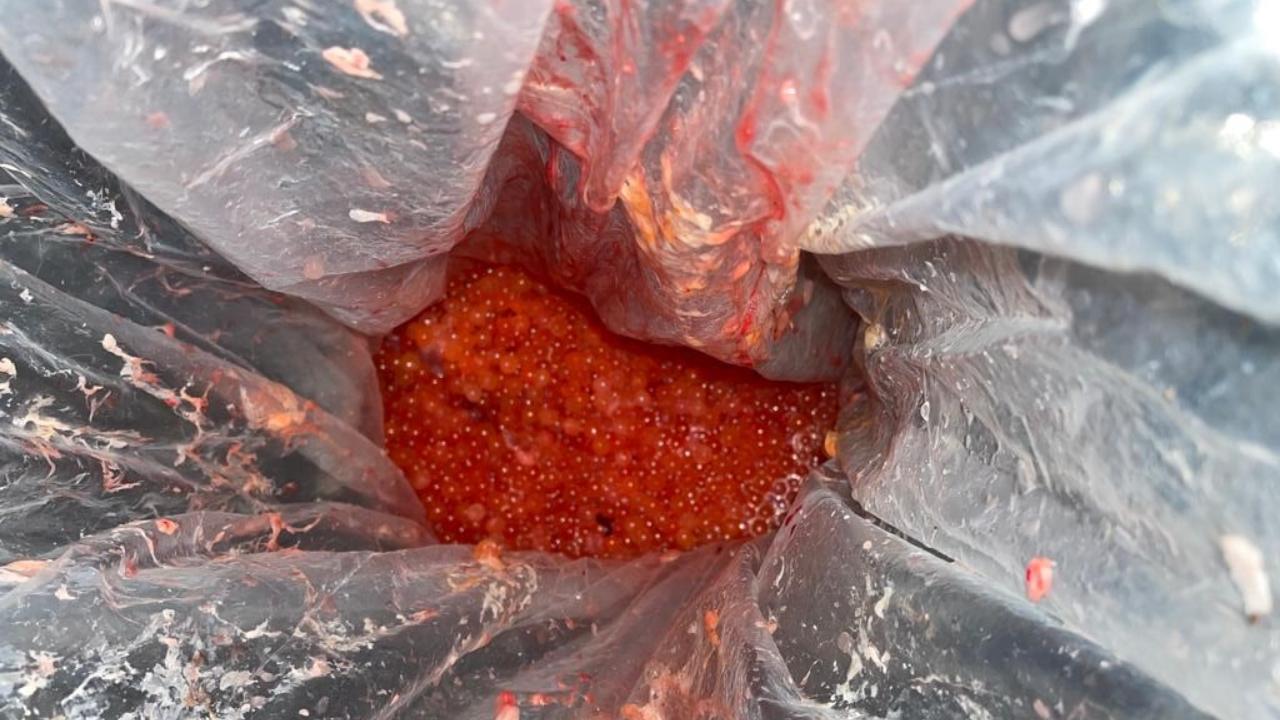 На Курилах два браконьера предстанут перед судом за незаконный вылов кеты и добычу 25,5 кг красной икры