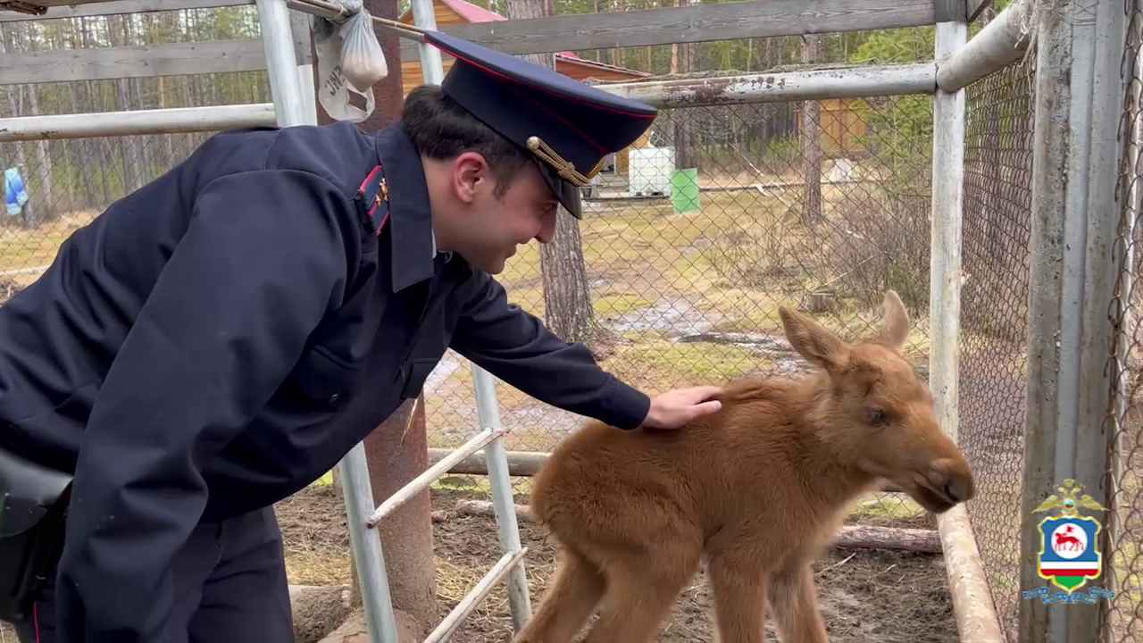 В Якутии участковый уполномоченный полиции спас осиротевшего новорождённого лосёнка