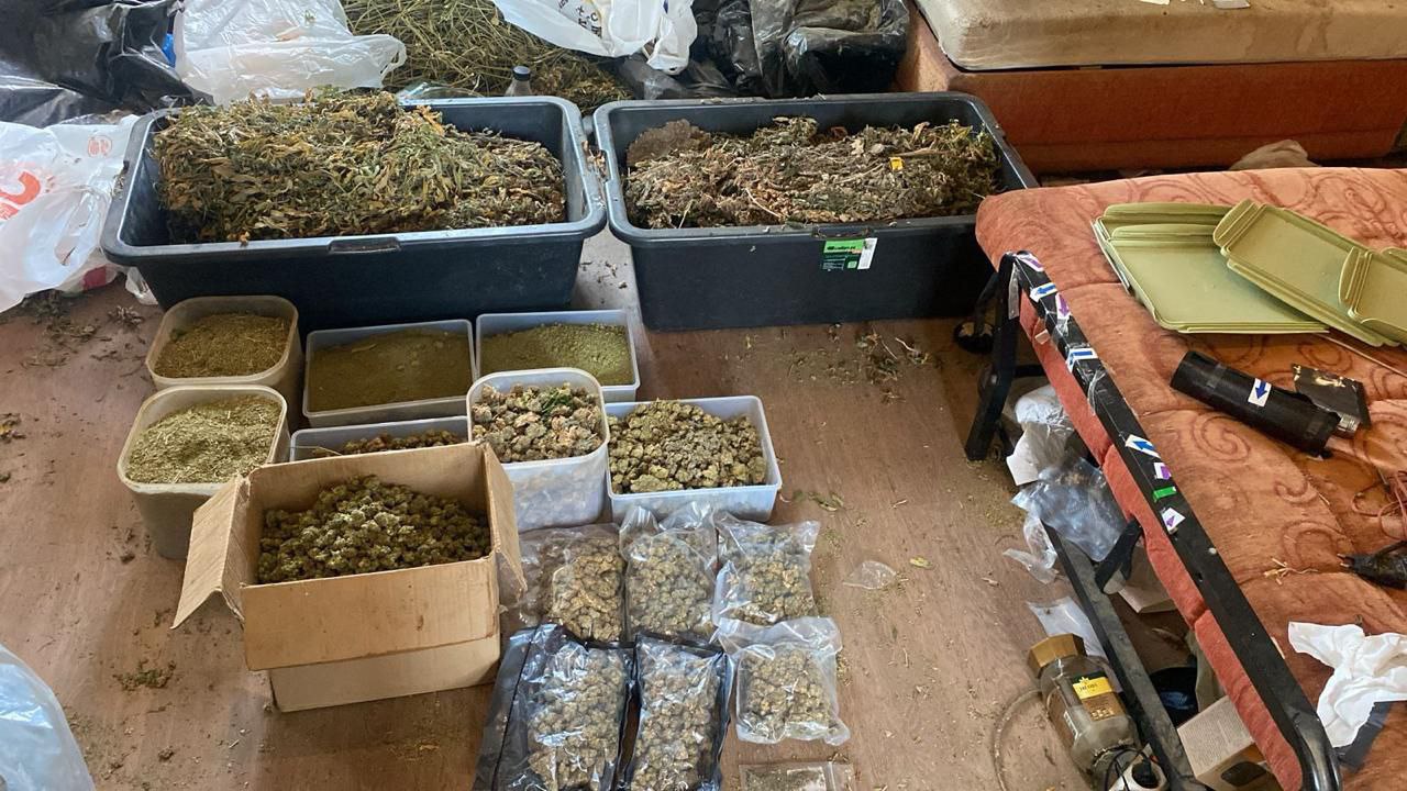У наркоагрария из Рязани полицейские изъяли почти 20 кг каннабиса и 620 кустов произраставшей конопли