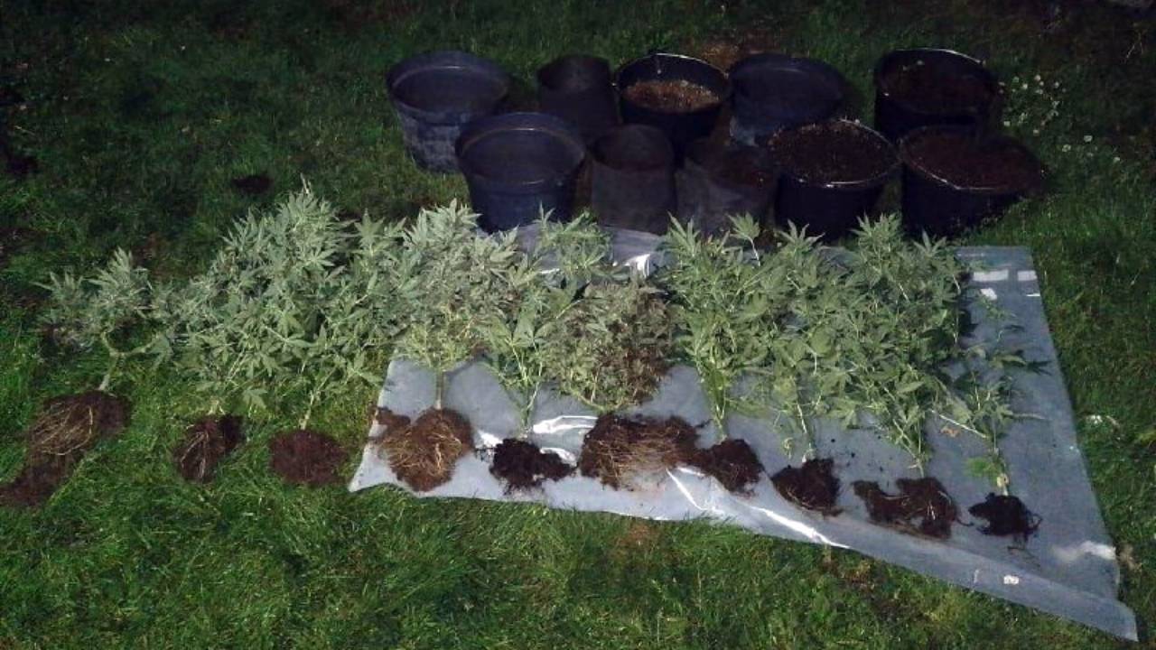 На Сахалине наркоагроном, выращивавший коноплю, задержан при сбыте «дурман-травы» знакомому