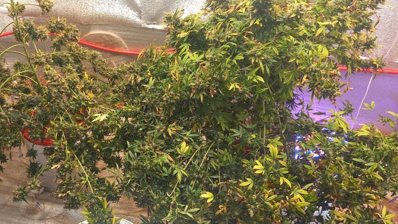 Полиция изъяла из городской квартиры и загородного дома жителя Тюменской области коноплю и марихуану