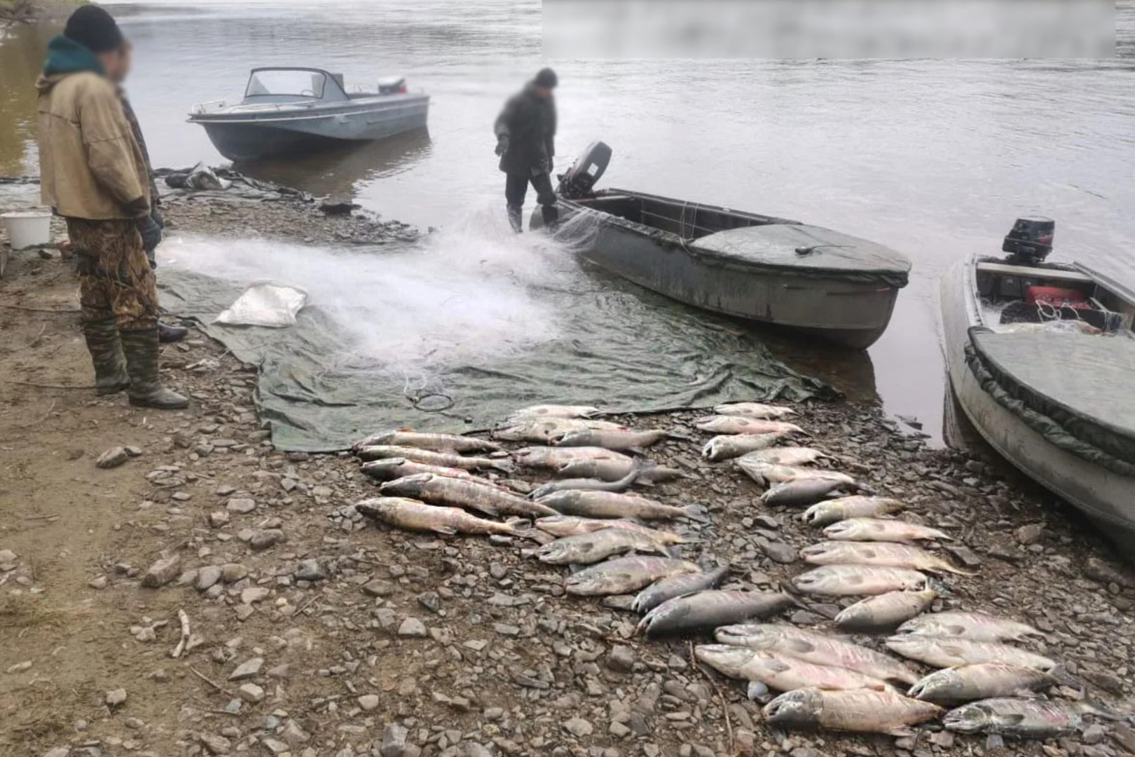 В Хабаровском крае под суд пойдёт квартет браконьеров, ловивших на реке Амгунь кету ради икры