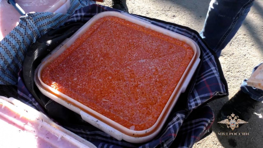 Сотрудники полиции изъяли почти полтонны немаркированной красной икры