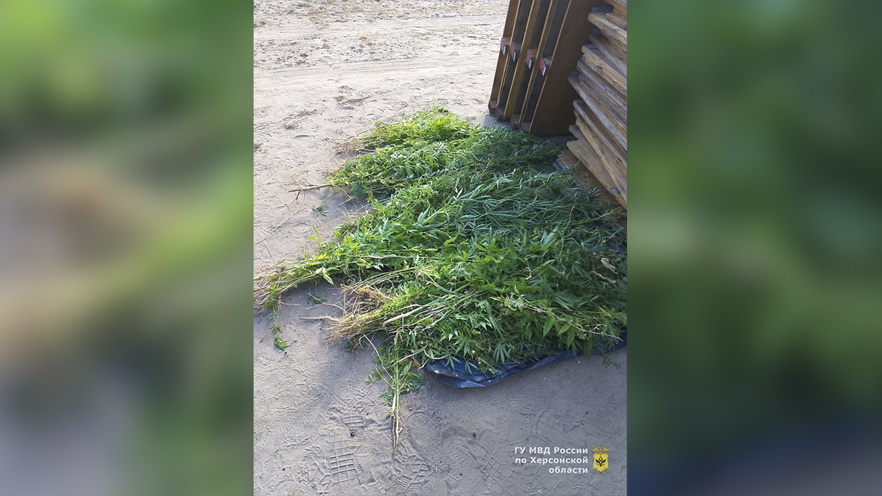 В Голопристанском районе Херсонской области полиция обнаружила теплицу с 186 кустами конопли