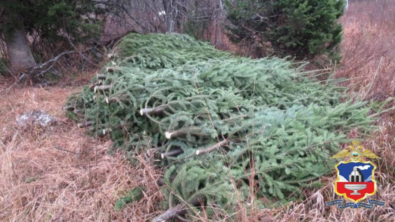 У жителя Алтайского края полицейские изъяли 85 незаконно заготовленных на продажу новогодних елей