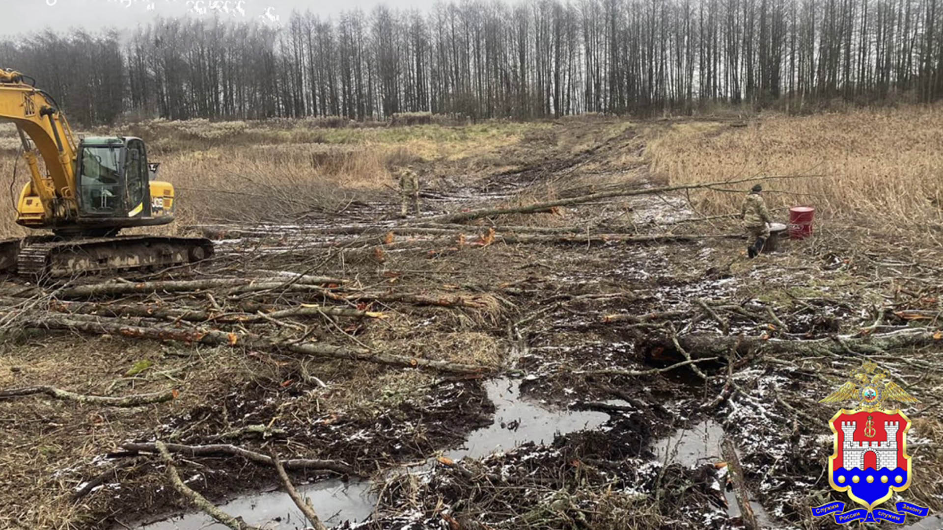 В Калининградской области расследуется уголовное дело о незаконной рубке 124 деревьев на 3,2 млн рублей