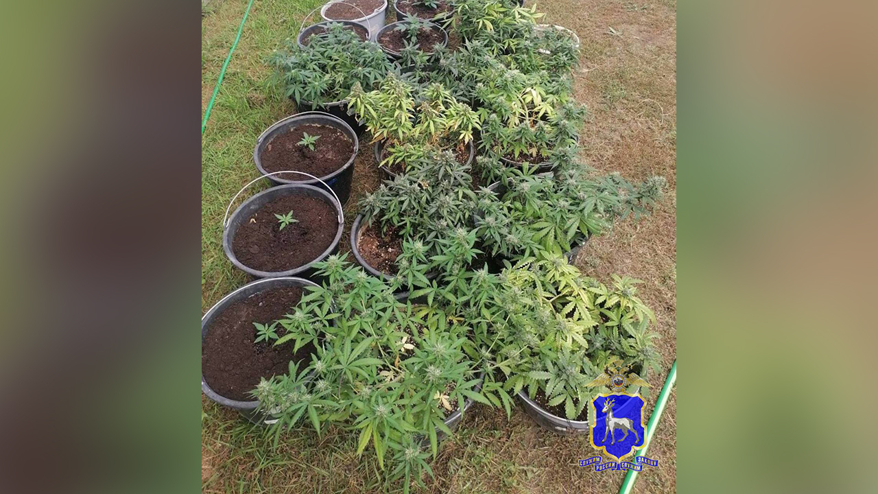 Фитнес-инструктор, оборудовавший наркоплантацию в подвале своего гаража, ответит перед судом в Самаре