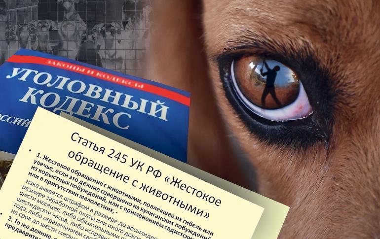А звери кто? Как остановить живодёров