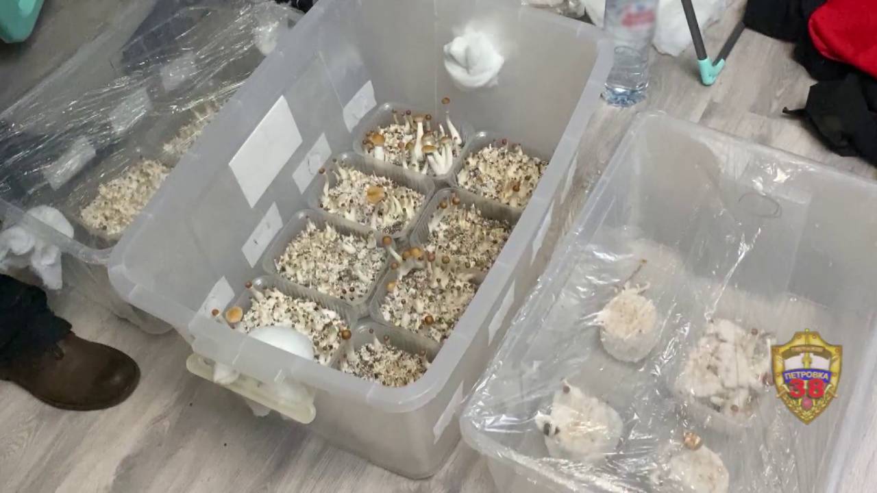 Столичные полицейские задержали 29-летнего москвича за распространение гашиша и псилоцибиновых грибов