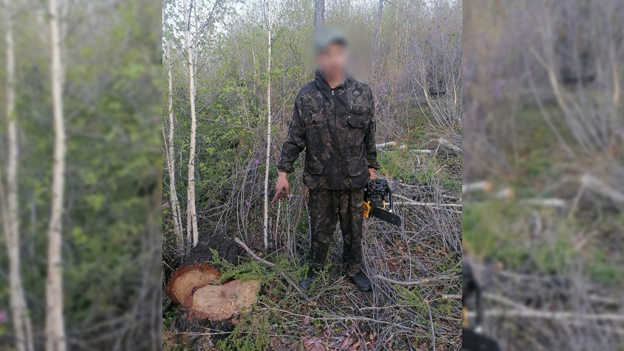 В Забайкалье полицейские с поличным задержали двух жителей Читы, незаконно спиливших 25 лиственниц
