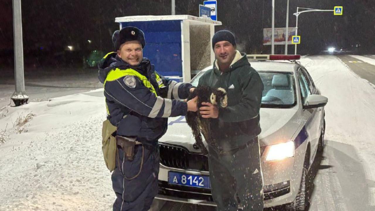 Найденного на обочине сельской дороги замерзшего ягнёнка красноярские полицейские передали хозяину
