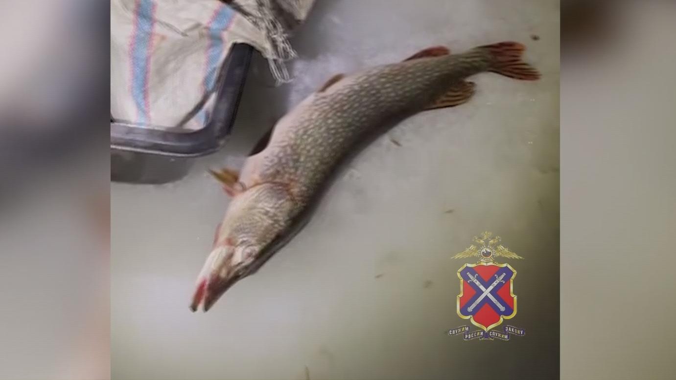 Волгоградские полицейские пресекли незаконный вылов рыбы на Варваровском водохранилище