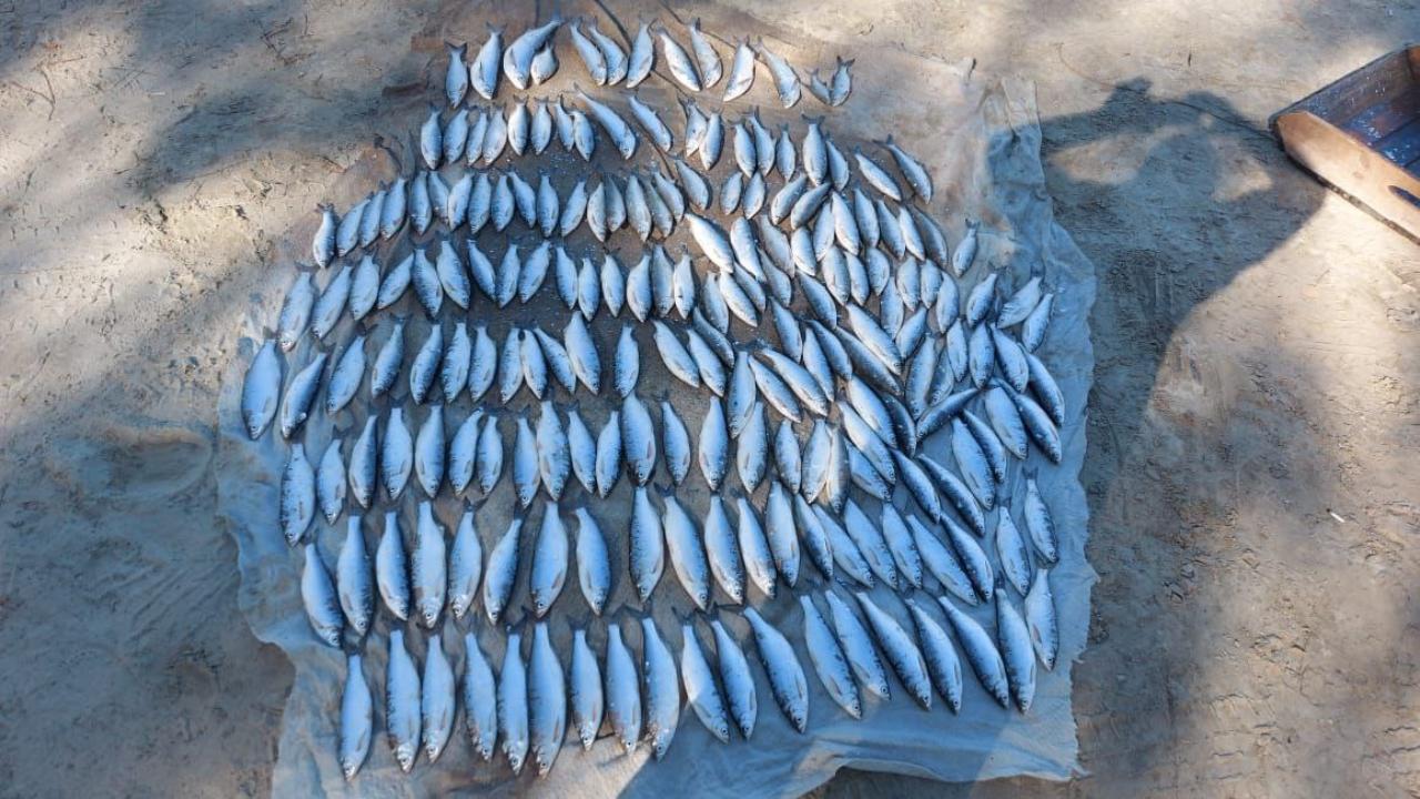 В акватории реки Дон в Волгоградской области пресечён незаконный вылов рыбы с помощью лесковой сети
