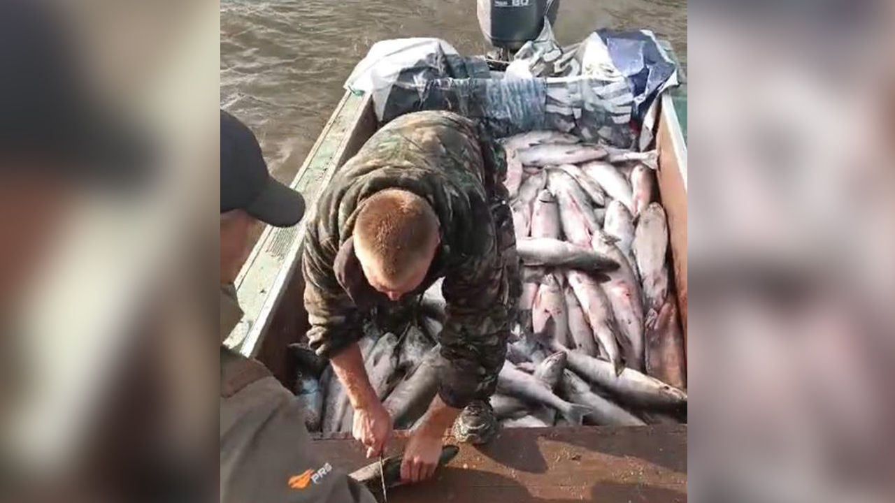Браконьер, добывший 231 особь кеты на 2,5 млн рублей, задержан сотрудниками полиции Хабаровского края