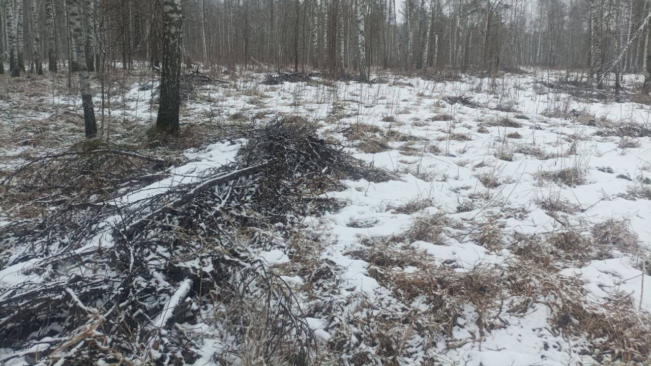 Бизнесмен из Красноярского края уличён полицией в незаконной рубке сосен и лиственниц на 1,5 млн рублей