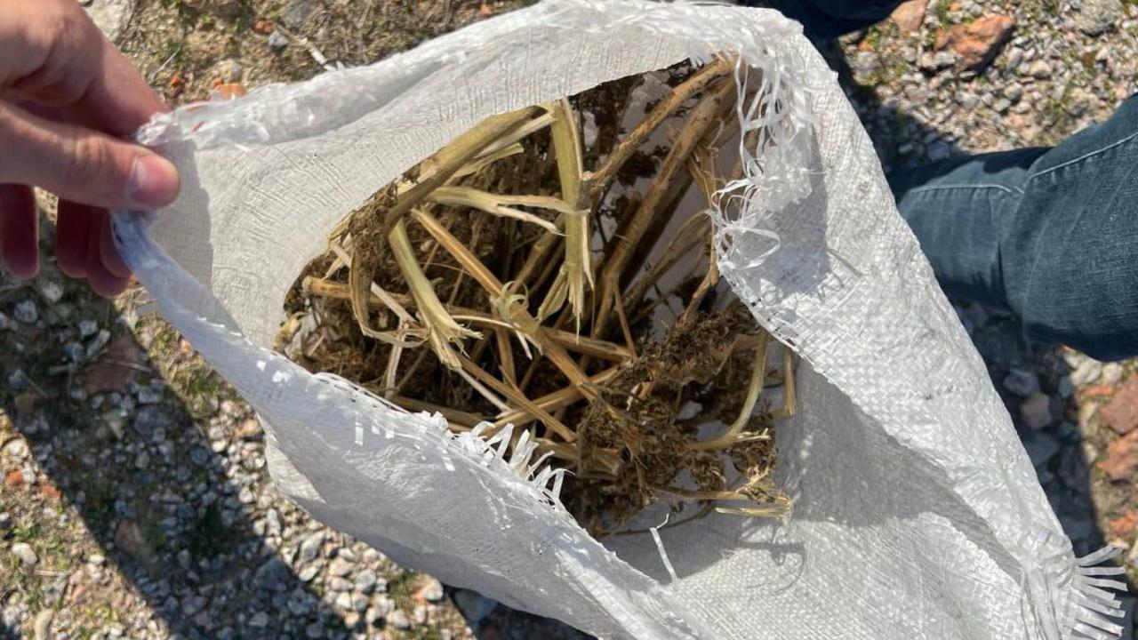 У жителя села Райское Херсонской области сотрудники полиции изъяли почти килограмм «дурман-травы»