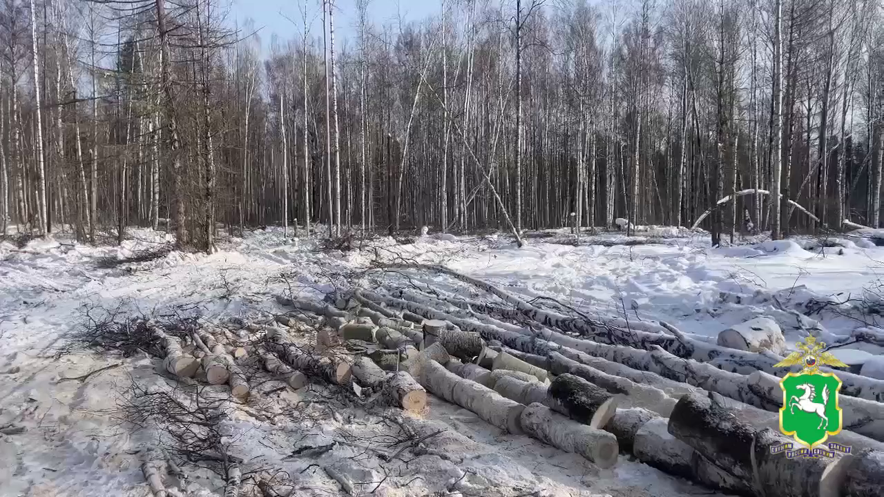 Житель Томской области подозревается полицией в незаконной рубке осин и берёз на 1,5 млн рублей