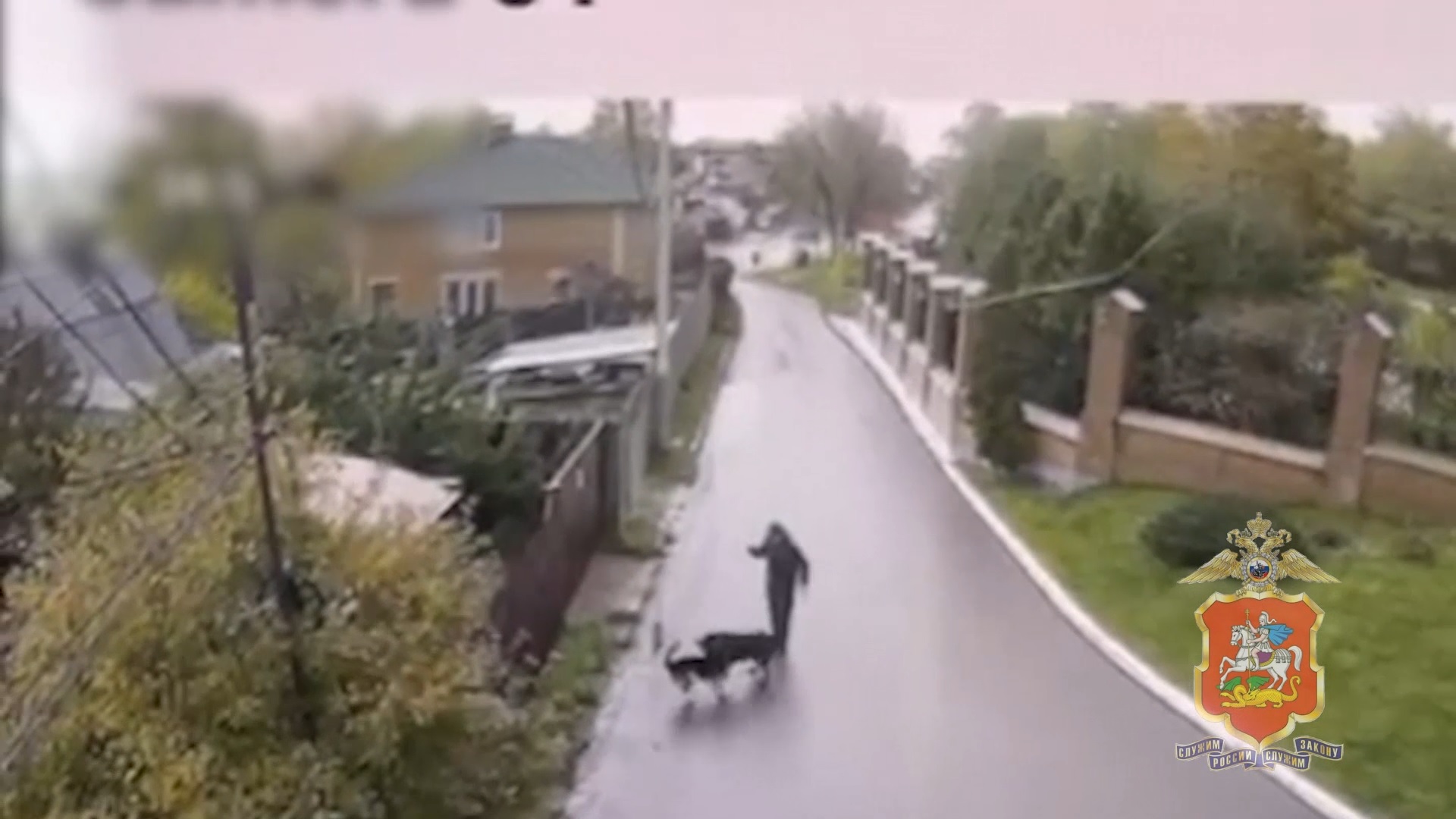 В Подмосковье полицейские задержали мужчину, причинившего смертельное ножевое ранение собаке