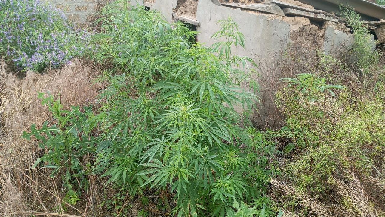 У жителя села Таврийского Херсонской области полицейские изъяли 500 кустов конопли и марихуану