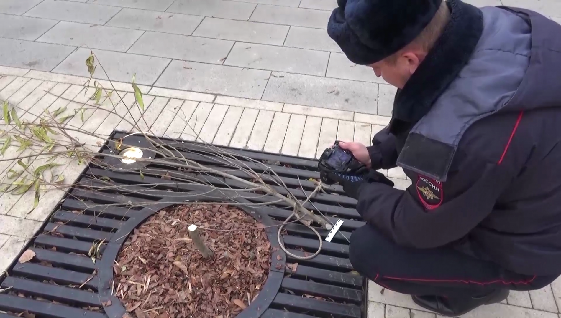 В подмосковном Жуковском задержаны двое молодых людей, срубившие 10 деревьев в городском сквере
