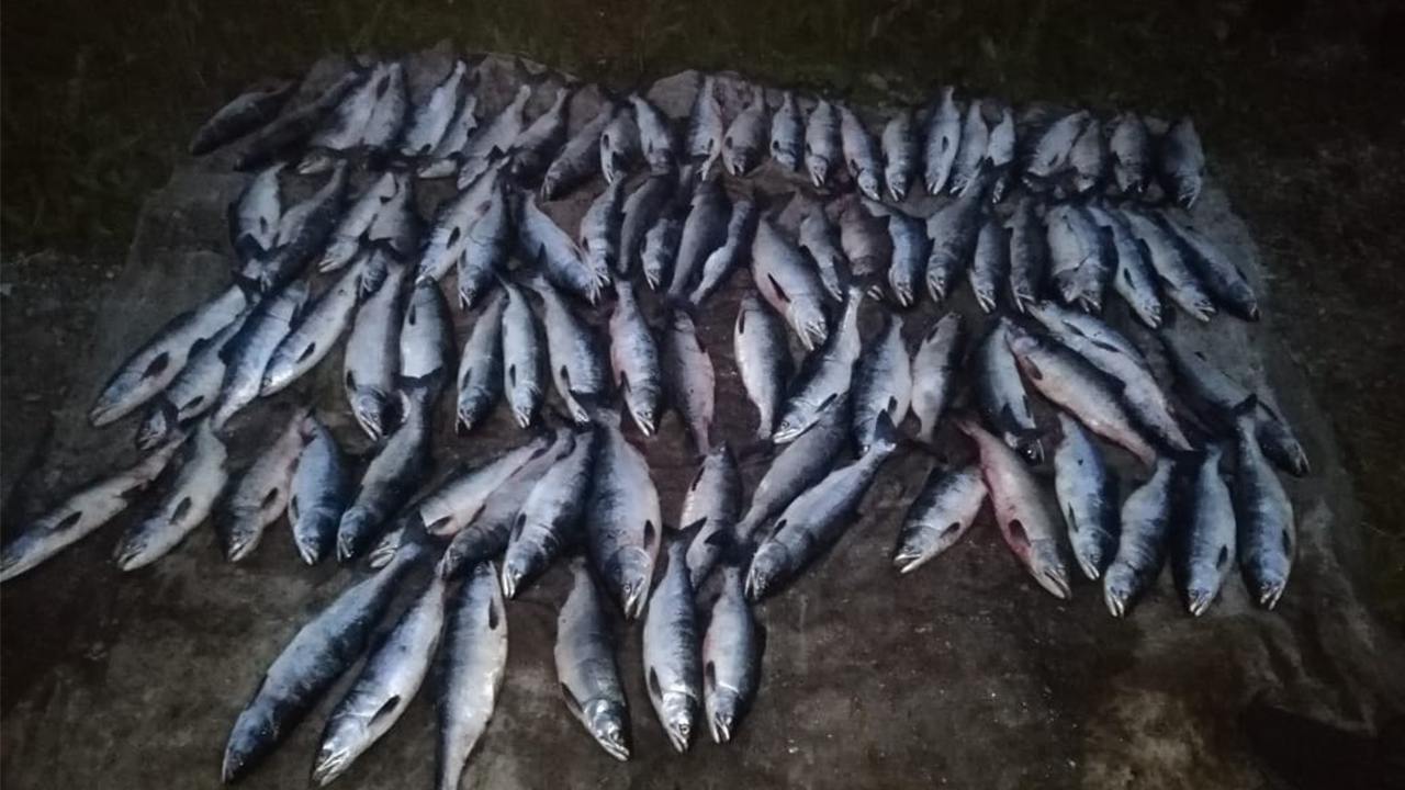 В Магаданской области задержан браконьер, незаконно добывший горбушу