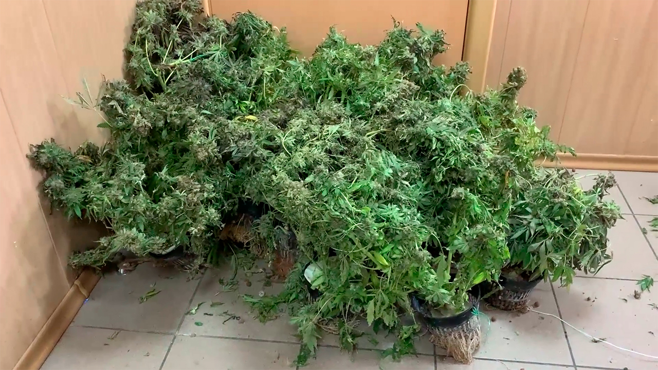Подмосковные полицейские задержали мужчин, которые выращивали марихуану в промышленных масштабах