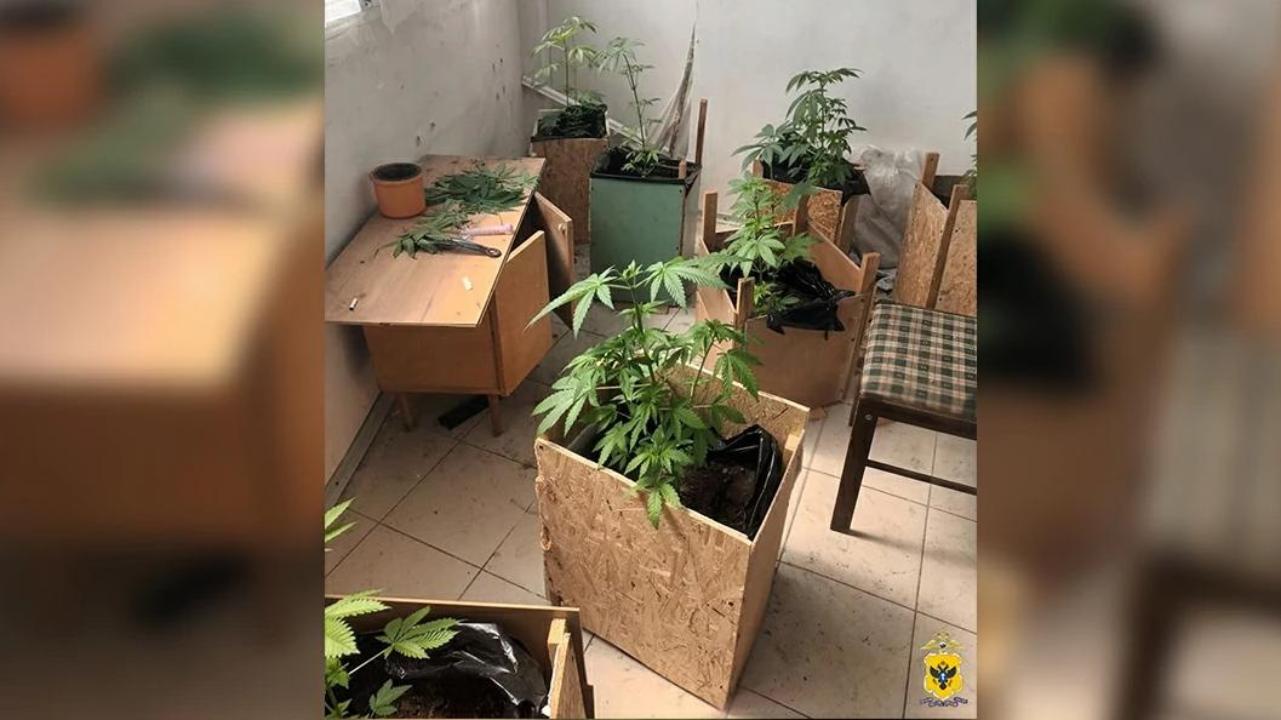 Устроивший на балконе своей квартиры наркопитомник житель Новой Каховки стал фигурантом уголовного дела