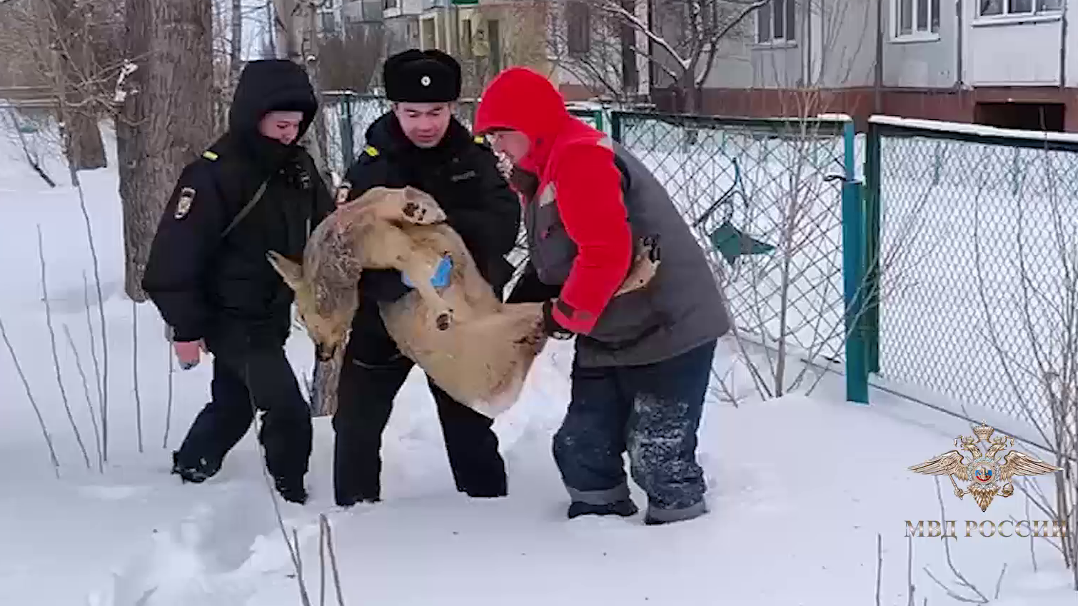 Ирина Волк: Красноярские полицейские помогли спасти дикую косулю