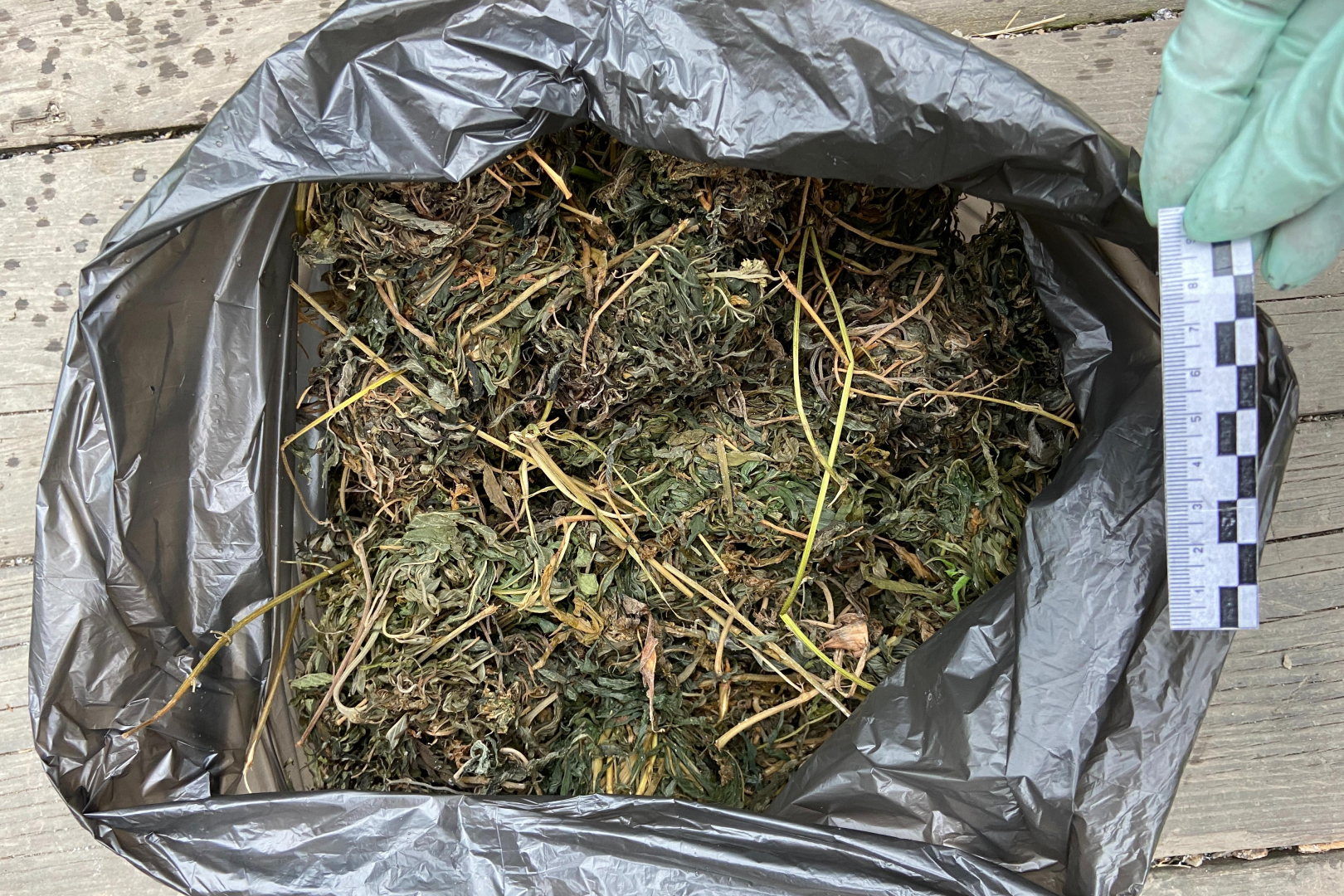 В Хабаровском крае местная жительница предстанет перед судом за культивирование конопли