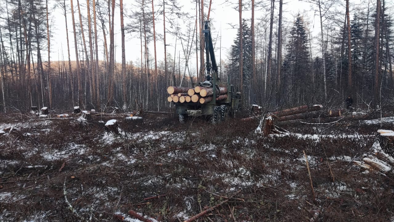 За незаконную вырубку лиственниц на 2,4 млн рублей полицейскими задержан житель Хабаровского края