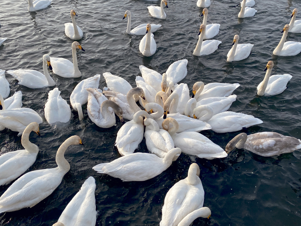 ФОТО: Кликуны очень любят общаться