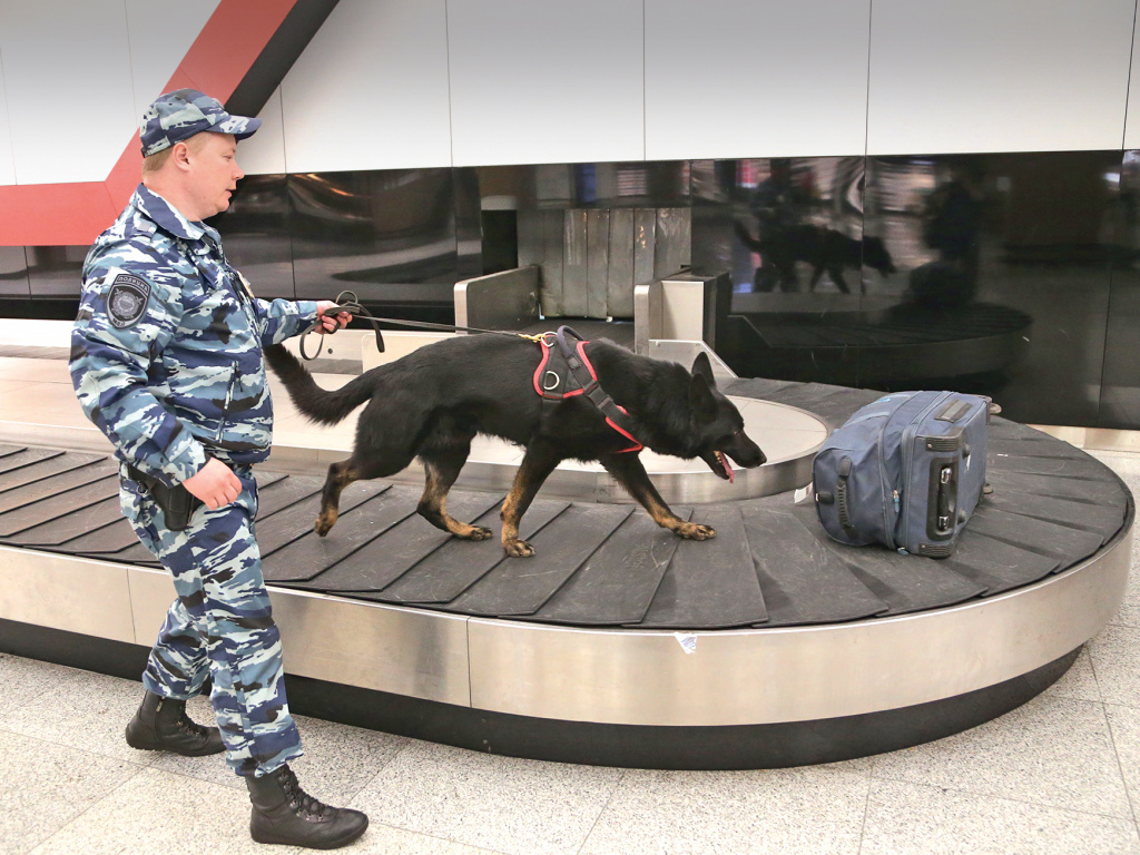 Фото: Антона Полынова / Багаж проверяют и кинологи со своими четвероногими помощниками