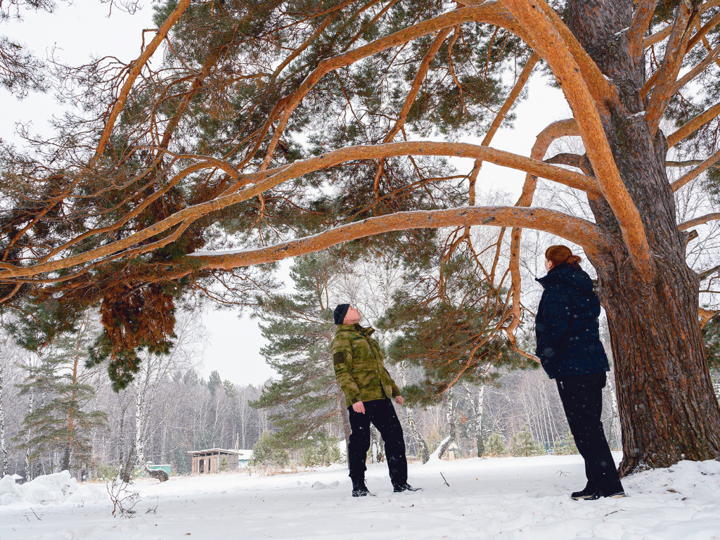 ФОТО: У столетней сосны по-иному ощущаешь мироздание