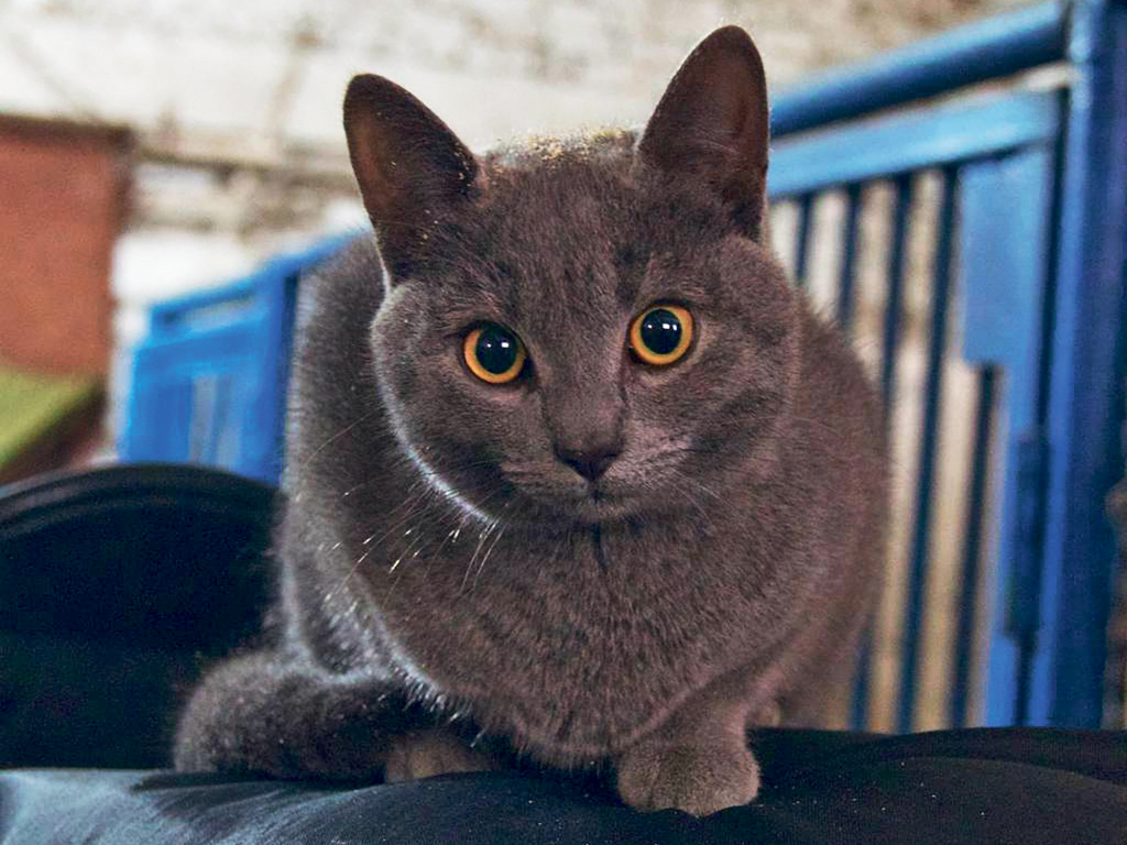 ФОТО: найдёныш Дымок