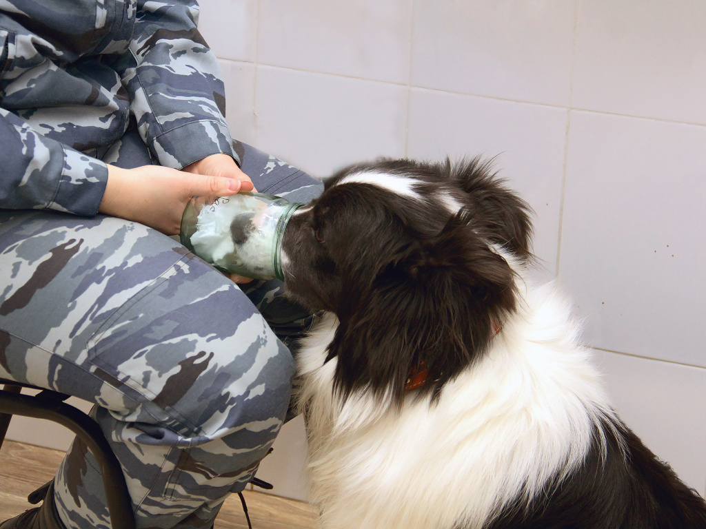 ФОТО: Собаку-детектора знакомят с эталонным запахом перед экспертизой