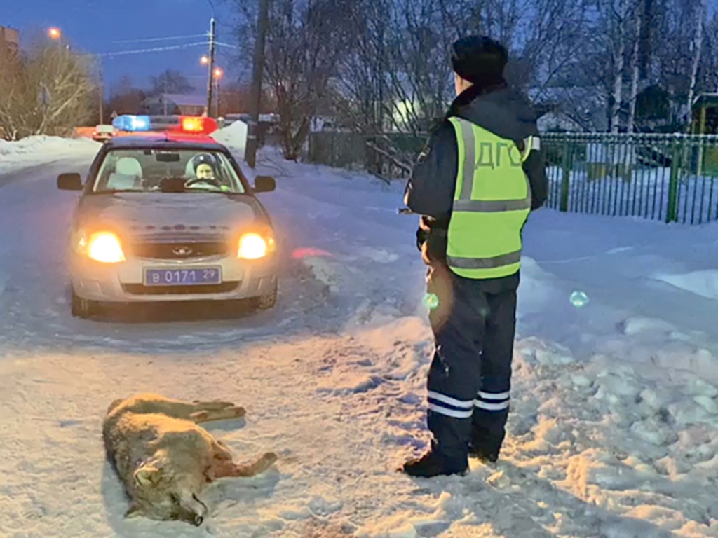 Чтобы обезвредить волка, пришлось применить оружие