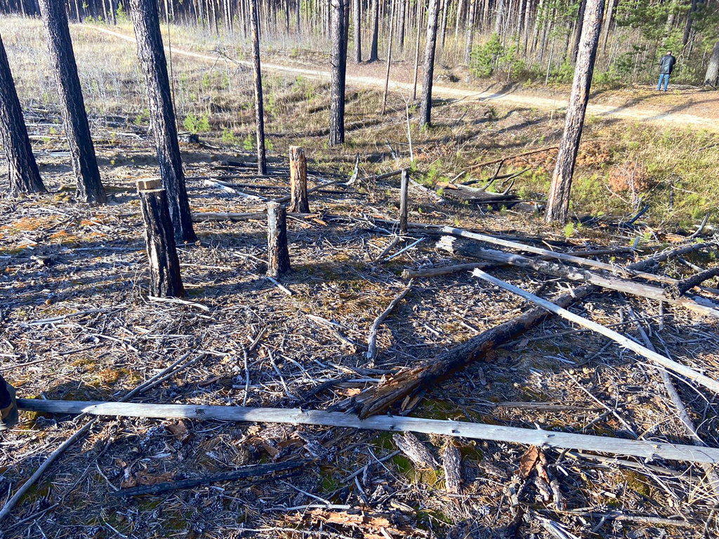 Злоумышленники вырубили 740 деревьев