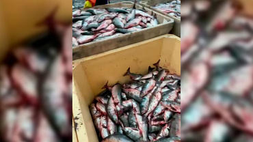 На Камчатке в отношении подозреваемого в незаконном вылове четырёх тонн рыбы, возбуждено уголовное дело