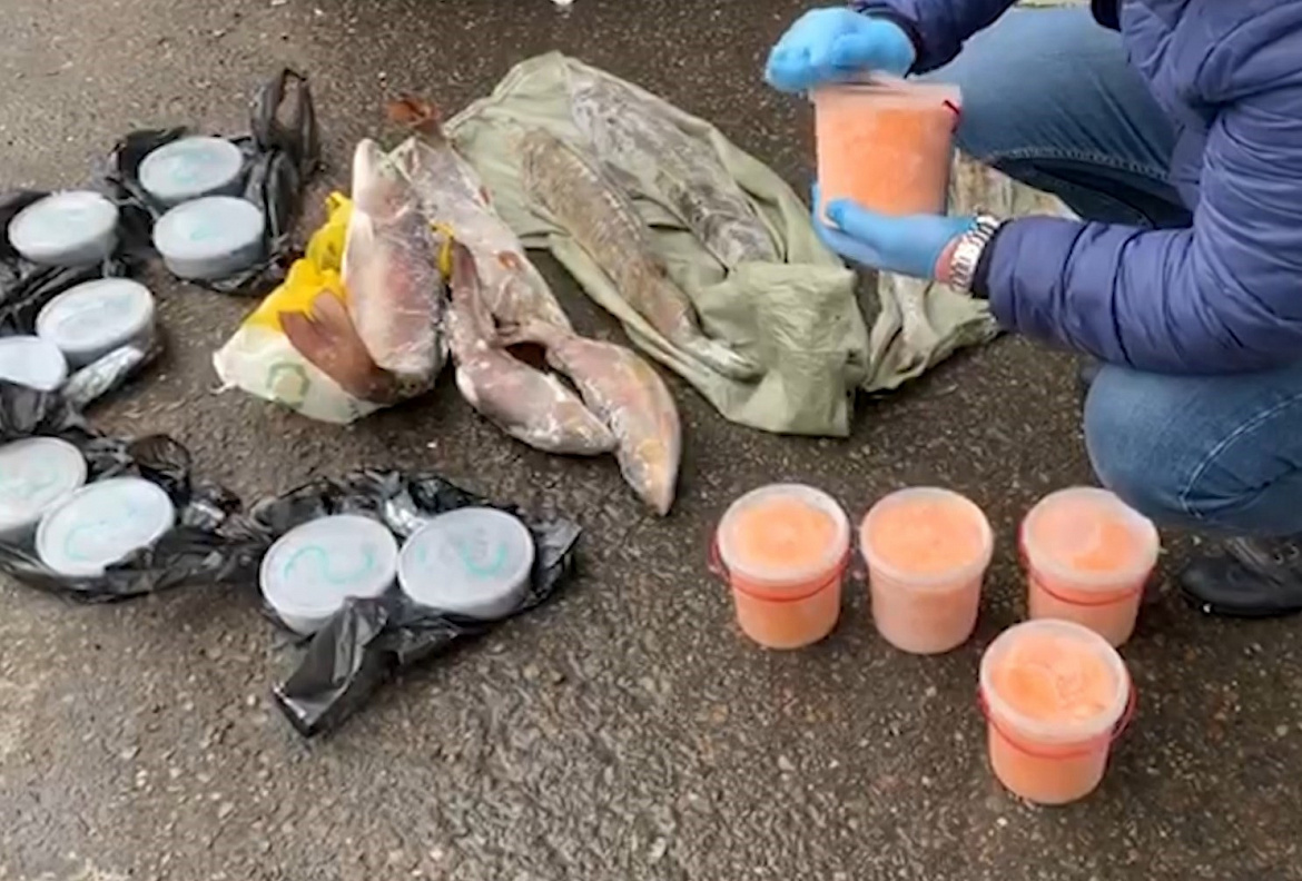 В Иркутской области полицейскими перекрыт канал реализации черной и красной икры, осетров и омулей, добытых браконьерами
