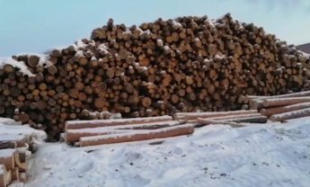 Дело пахнет смолой. Полицейскими предотвращена контрабанда лесоматериалов на сумму свыше 250 миллионов рублей
