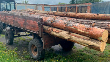 В Пензенской области возбуждено уголовное дело по факту незаконной рубки лесных насаждений