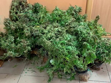 Подмосковные полицейские задержали мужчин, которые выращивали марихуану в промышленных масштабах